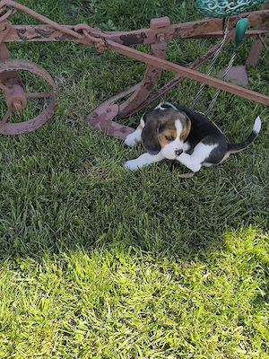 beagle 8 săptămâni  - imagine 2