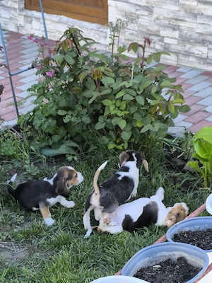 beagle 8 săptămâni 