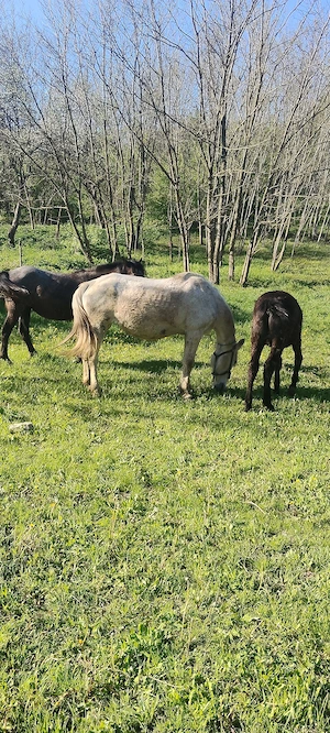 De vânzare  - imagine 5