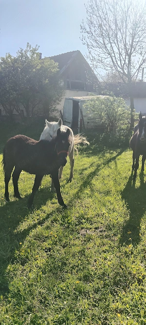 De vânzare  - imagine 4