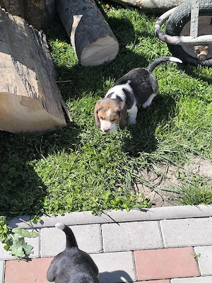 beagle 8 săptămâni  - imagine 3