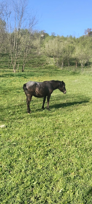 De vânzare  - imagine 2