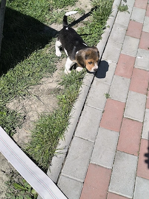 beagle 8 săptămâni  - imagine 4