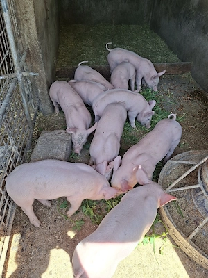 De vânzare!  - imagine 3