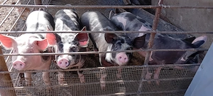 Purcei caut stăpân 