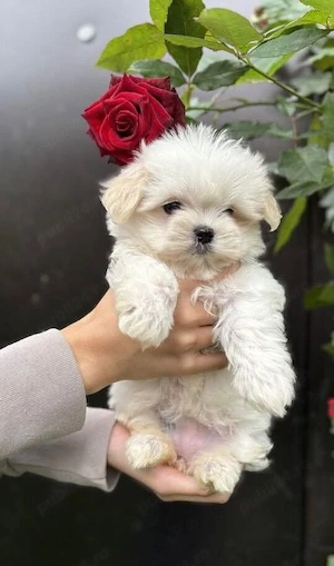 Fetițe și băieți toy