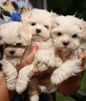 Fetițe și băieți toy - imagine 5