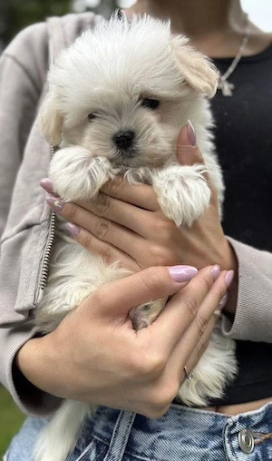 Fetițe și băieți toy - imagine 3