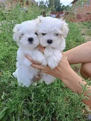 Fetițe și băieți toy - imagine 4