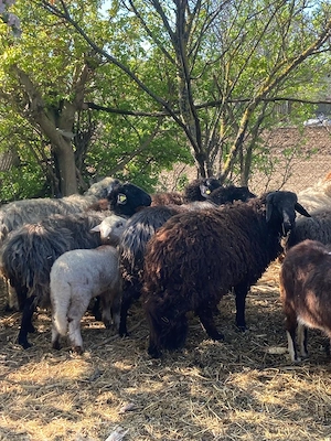 Vand 7 oi Karakul si un berbec