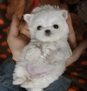 Bichon maltez superbi