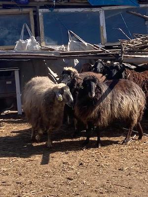 Vand 7 oi Karakul si un berbec - imagine 2