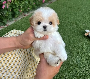 Bichon apricot mini 