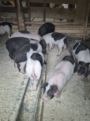 Purcei si grasuni de vanzare - imagine 4