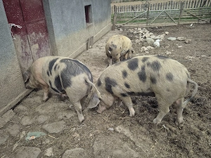 Purcei si grasuni de vanzare - imagine 5