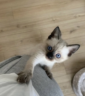 Siamezi puiuti - imagine 2