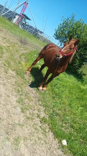  Vand cal în comuna malovat - imagine 3