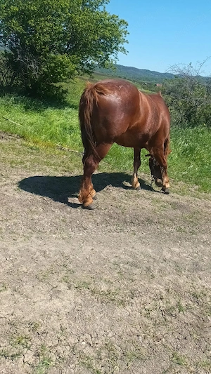  Vand cal în comuna malovat - imagine 4