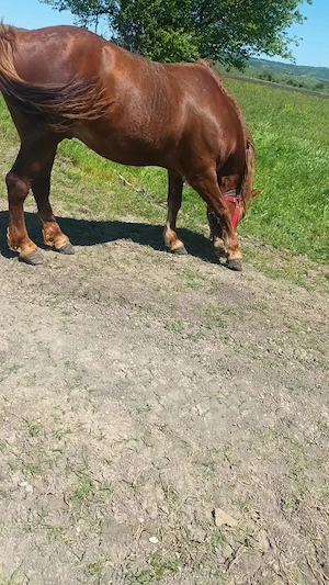  Vand cal în comuna malovat - imagine 2