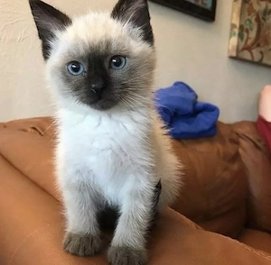 Siamezi siamez puiuti