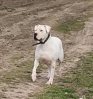 Femelă dog argentinian 