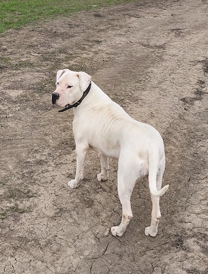 Femelă dog argentinian  - imagine 2