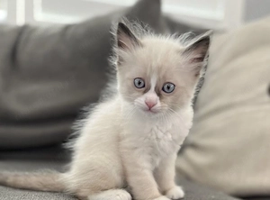 Fetita ragdoll 1000 lei