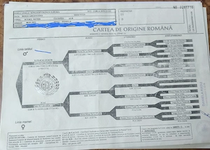 Femelă dog argentinian  - imagine 3