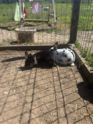 vand iepuri pitici cap de leu hotot berbec german pitic - imagine 2