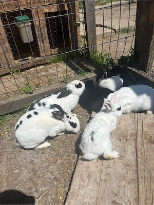 vand iepuri pitici cap de leu hotot berbec german pitic