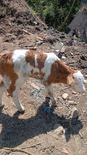 vand vitel tauras de 2zile 1500lei