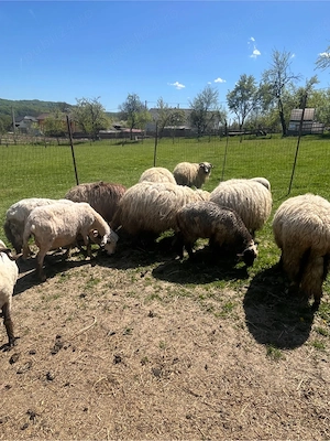 Oi de vanzare - imagine 2