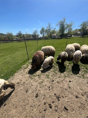 Oi de vanzare - imagine 4