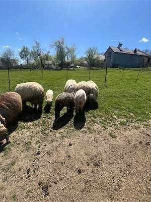 Oi de vanzare - imagine 3