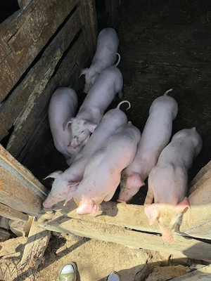 Vând purcei - imagine 2