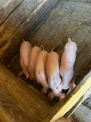 Vând purcei - imagine 3