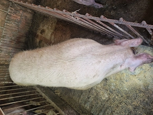 Vand purcea ! - imagine 2