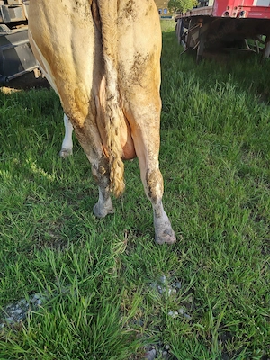 Vând vaca tânără cu lapte