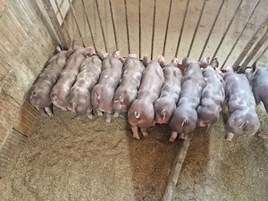 Vand purcei pietrean!!!!