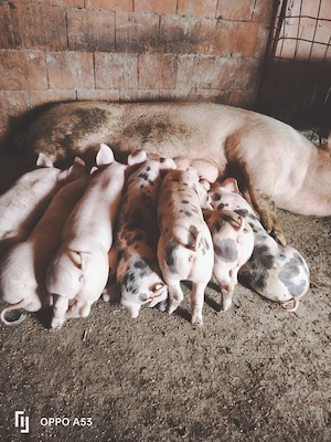 Purcei petran cu marele alb 