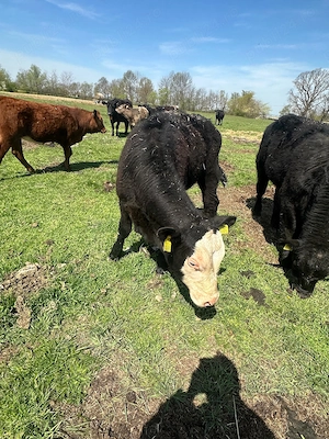 Vând viței tăurași 