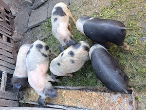 Vând purceii de 11 săptămâni!! - imagine 4