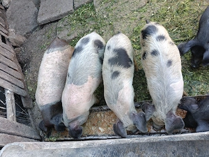 Vând purceii de 11 săptămâni!! - imagine 2