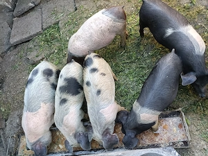 Vând purceii de 11 săptămâni!! - imagine 3