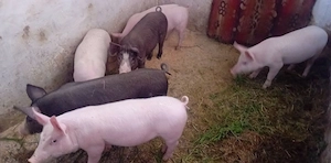 Purcei de vânzare pietrain cu marele alb  - imagine 3