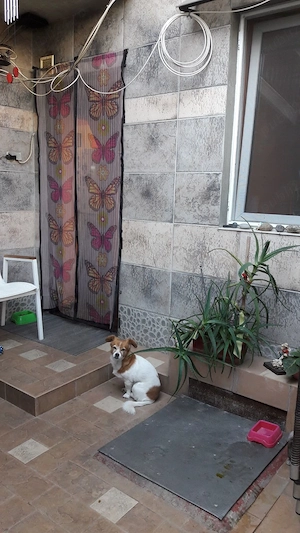 Vand doua case curte Bragadiru parter si etaj - imagine 9