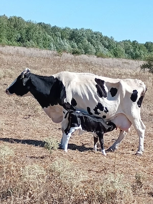 angajez persoană care știe să facă brânza de vaci  - imagine 2
