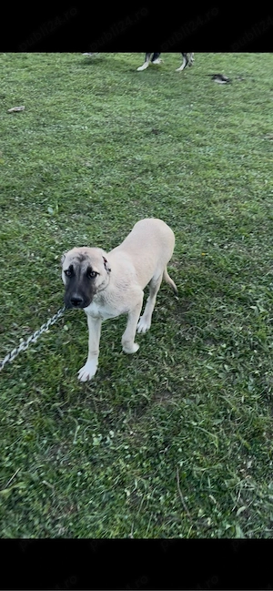 femela Kangal buna de grija animalelor si gospodariei 