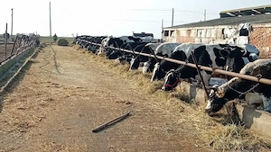 angajez persoană care știe să facă brânza de vaci 