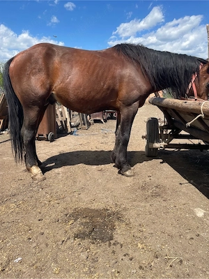 armasar de vanzare  - imagine 4